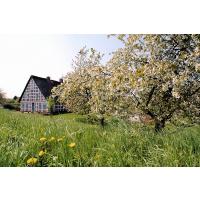 2940_8454 Wiese mit Löwenzahn und blühendem Obstbaum - Bauernhaus mit Fachwerk und Strohdach. | 